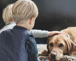Pets to be recognised in separations and divorce following family law reforms