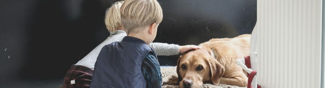 Pets to be recognised in separations and divorce following family law reforms