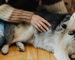 Who Gets the Dog When We Separate?