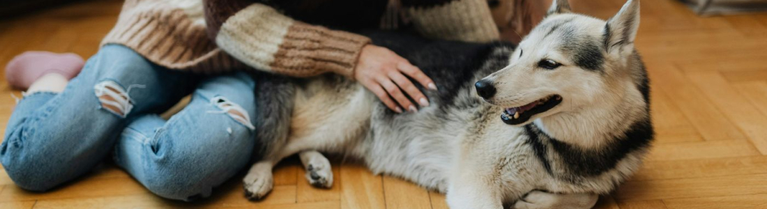 Who Gets the Dog When We Separate?